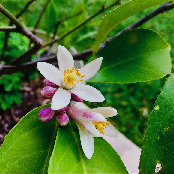 Spring Sale 🌻 or 🍀 - Picture 2 of 2